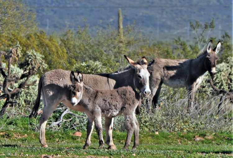 herd of donkeys